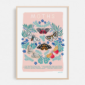 Moths Natural History Print